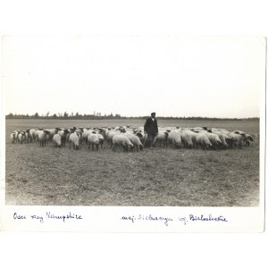 [SIEBURCZYN - owce rasy Hampshire na wypasie w majątku Czesława Kuberskiego - fotografia sytuacyjna]. [l. 30. XX w.]...
