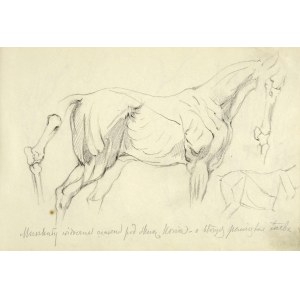 Tadeusz Rybkowski (1848-1926), Szkice muskulatury i układu kostnego konia