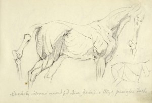 Tadeusz Rybkowski (1848-1926), Szkice muskulatury i układu kostnego konia