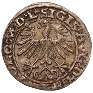 Zygmunt II August (1548-1572) - półgrosz 1563 L/LITVA