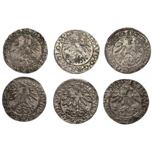 Zygmunt II August (1548-1572) - zestaw 6 sztuk Półgroszy 1564-1565