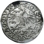 Zygmunt II August, półgrosz 1553, Wilno, NGC MS62
