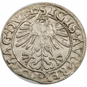 Zygmunt II August, Półgrosz 1562, Wilno – Ogon podniesiony – DVX L/LITV
