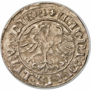 Zygmunt I Stary, Półgrosz 1510, Wilno – duże zero w dacie, czterokropek
