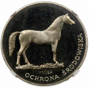 Próba 100 złotych 1981 Koń - nikiel