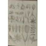 Richard A[chille] - Zasady botaniki i fizyologii roślinnej ułożone podług dzieła ... przez S[zymona] Pisulewskiego. Warszawa 1840