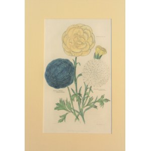 The Floricultural Cabinet and Florist`s Magazine - Tysoe`s Othello Ranunculus, Publicola Picotee, Maculata Suprem Ranunculus.