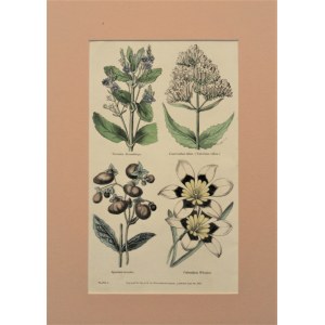 The Floricultural Cabinet and Florist`s Magazine - Veronica Beccabunga. Sparaxix tricolor. Centranthus ruber (Valeriana rubra). Calceolaria Wheeleri..