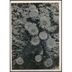 cca 1933 Kinszki Imre (1901-1945) budapesti fotóművész pecséttel jelzett vintage fotóművészeti alkotása (Mezei virágok)...
