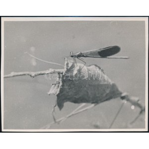 cca 1934 Kinszki Imre (1901-1945) budapesti fotóművész hagyatékából...