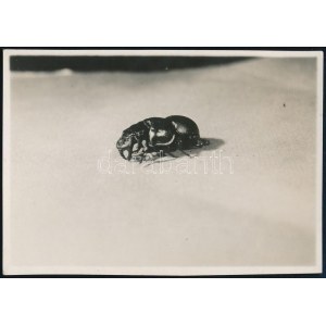 cca 1928 Kinszki Imre (1901-1945) budapesti fotóművész hagyatékából, a szerző által feliratozott vintage fotó (Nr. 1.)...