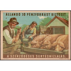 cca 1960 Állandó jó pénzforrást biztosít a szerződéses sertéshízlalás, s.: Pál György.. Villamosplakát. 33...