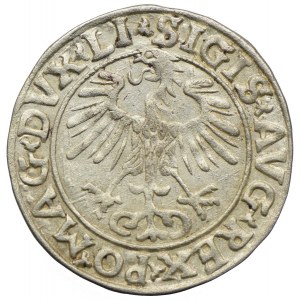 Zygmunt II August, półgrosz 1556, Wilno
