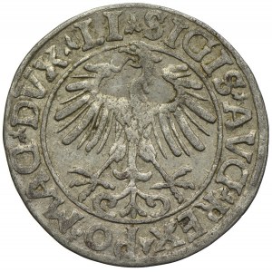 Zygmunt II August, półgrosz 1557, Wilno