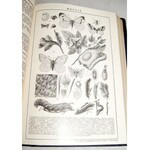 ILUSTROWANA ENCYKLOPEDIA TRZASKI, EVERTA I MICHALSKIEGO t.I-V (komplet)