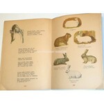 ELEMENTARZ O KRÓLIKACH hodowla królików, ilustracje