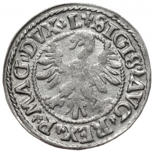 Zygmunt II August, półgrosz 1546, Wilno, Nieopisana przebitka błędu MDNETΛ na MONETΛ.