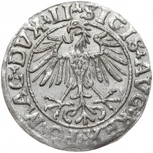 Zygmunt II August, półgrosz 1550, Wilno, LI/LITVA
