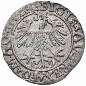 Zygmunt II August, półgrosz 1559, Wilno, L/LITVA