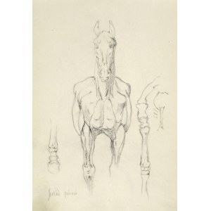 Tadeusz Rybkowski (1848-1926), Szkic konia, jego muskulatury i układu kostnego