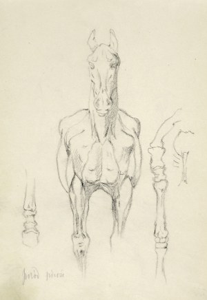 Tadeusz Rybkowski (1848-1926), Szkic konia, jego muskulatury i układu kostnego