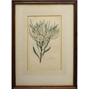 Rycina botaniczna: HAKEA MICROCARPA, 1820