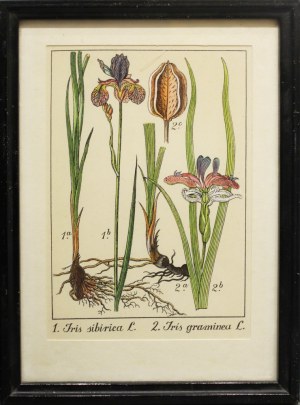 Andrzej Nowacki, Rycina botaniczna: IRIS SIBIRICA, IRIS GRAMINEA