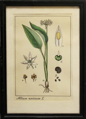 Andrzej Nowacki, Rycina botaniczna: ALLIUM URSINUM