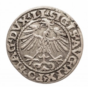 Polska, Zygmunt II August, Półgrosz 1552, Wilno - LI/LITVA