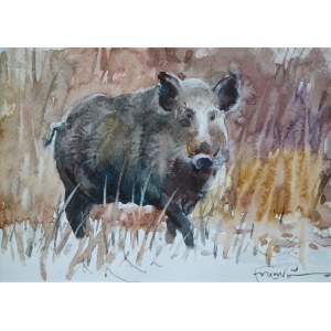 Alexander Franko, Boar