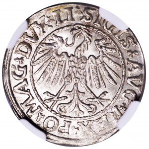 Zygmunt II August, półgrosz 1547, Wilno - NGC MS63