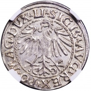 Zygmunt II August, półgrosz 1548, Wilno - NGC MS62