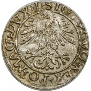 Zygmunt II August, Półgrosz 1561, Wilno – 14 Orzeł, L/LITV