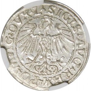 Zygmunt II August, Półgrosz 1548, Wilno – rzymska I, L/LITVA – rzadka