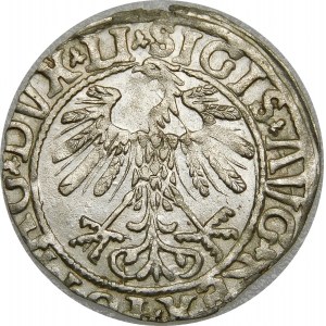 Zygmunt II August, Półgrosz 1558, Wilno – LI/LITVA