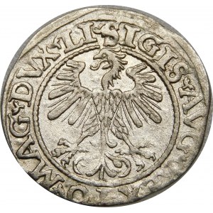 Zygmunt II August, Półgrosz 1560, Wilno – DVX LI/LITV