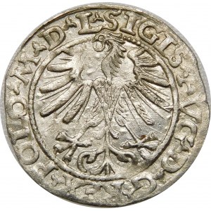 Zygmunt II August, Półgrosz 1563, Wilno – 20 Pogoń, Topór, M D L/LITV