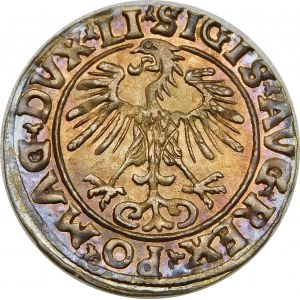 Zygmunt II August, Półgrosz 1556, Wilno – LI/LITVA