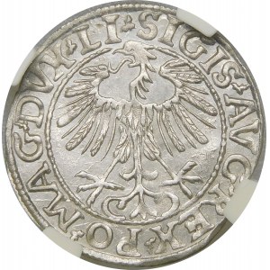 Zygmunt II August, Półgrosz 1557, Wilno – LI/LITVA – wariant
