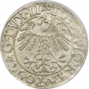 Zygmunt II August, Półgrosz 1558, Wilno – LI/LITV