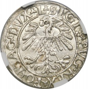 Zygmunt II August, Półgrosz 1559, Wilno – L/LITVA – piękny