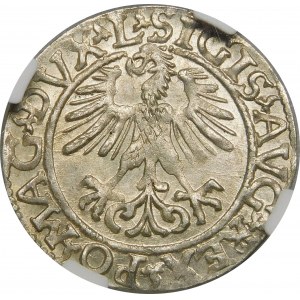 Zygmunt II August, Półgrosz 1561, Wilno – 13 Orzeł, L/LITVA
