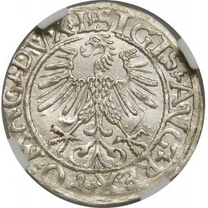 Zygmunt II August, Półgrosz 1561, Wilno – 14 Orzeł, L/LITV