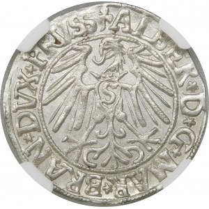 Prusy, Albrecht Hohenzollern, Grosz 1546, Królewiec – rzadszy i piękny