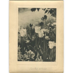 art photo 03. CHOMÊTOWSKA Zofia - L'amateur de tulipes