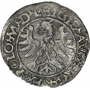 RR-, Zygmunt II August, Półgrosz 1566, Tykocin, herb Jastrzębiec, MAGNI, T.12 mk