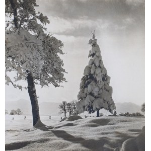 OŚNIEŻONY ŚWIERK, ok. 1965