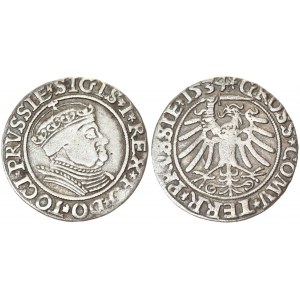 Poland 1 Grosz 1534 Torun. Sigismund I the Old(1506–1548). Averse Lettering: *SIGIS *I* REX *PO* DO* TOCI* PRVSSIE...