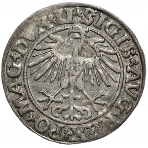 Zygmunt II August, półgrosz 1551, Wilno, LI/LITVA
