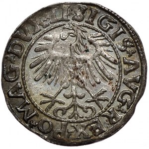 Zygmunt II August, półgrosz 1557, Wilno, LI/LITVA